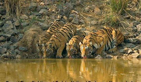 Tadoba Safari Booking | tadoba national park safari booking