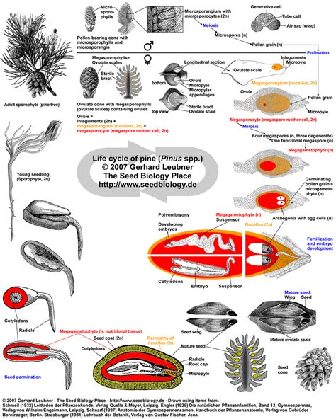 Pine Life Cycle