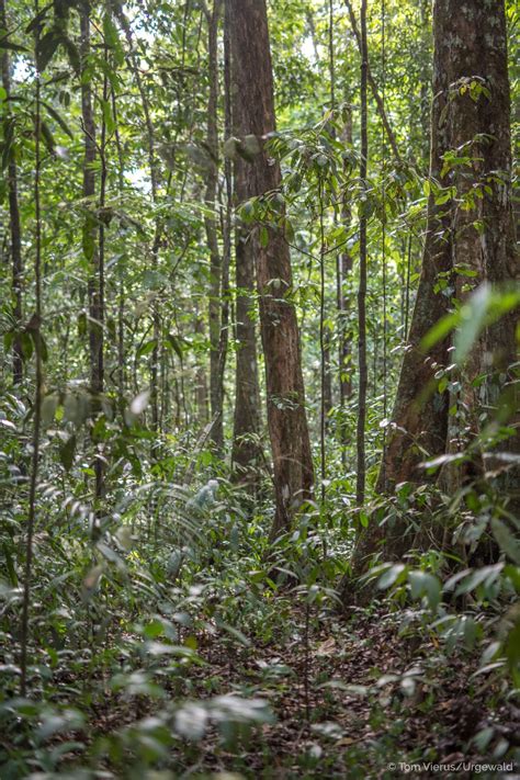 Ecotourism in Guyana | The Iwokrama Forest | Part 1 | Livingdreams.tv