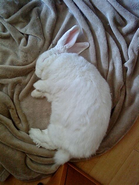 Sleeping Rabbit: astonbrady: Galleries: Digital Photography Review ...