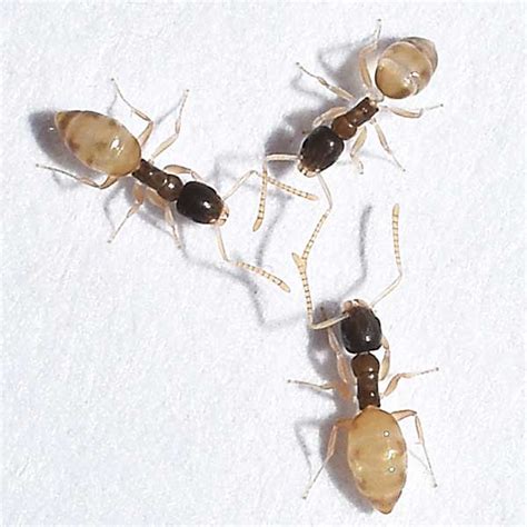 Ghost Ant Identification, Habits & Behavior | Vermont Pest Control