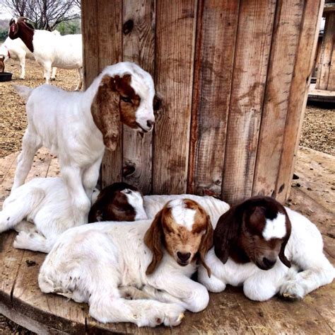 5 of my new boer kids #babygoatfarm | Cute goats, Cute animals, Boer goats