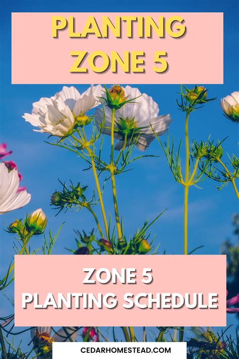 USDA Planting Zone 5: A Month-by-Month Guide