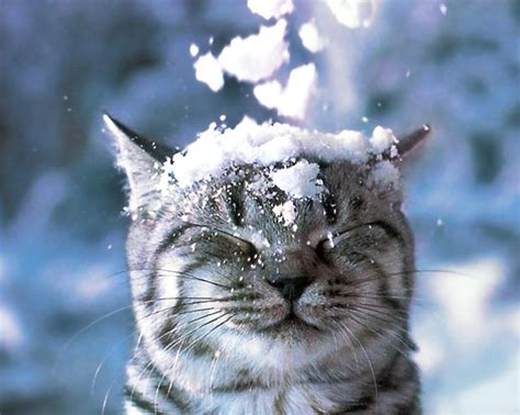 It's playtime! Cute animals playtime in the snow