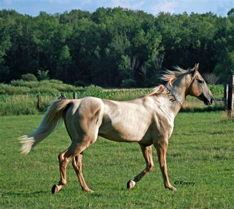 The Akhal-Teke Horse Breed | Equitrekking