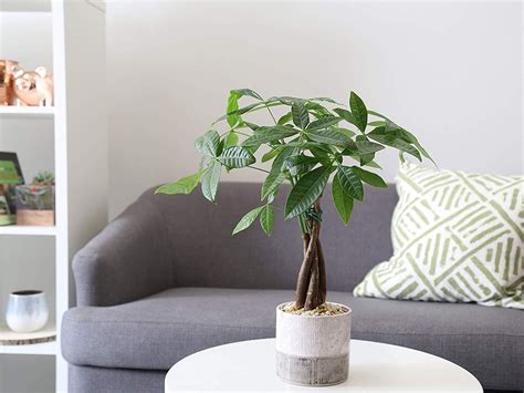 Plant of the month: Inviting good fortune with the Money Tree | SA Garden and Home