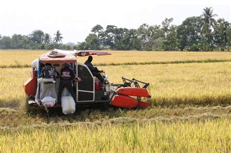 Harvesting palay in Nueva Ecija | The Manila Times