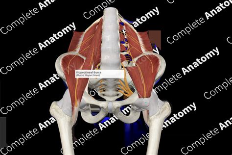 Iliopectineal Bursa | Complete Anatomy