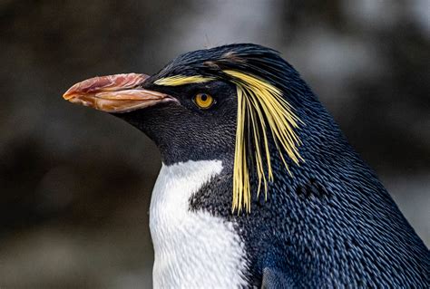 Rockhopper Penguin | Starmind Conservation