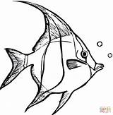 Angelfish coloring Page  Free Printable Coloring Pages sketch template