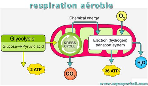 Respiration aérobie : définition et explications – AquaPortail