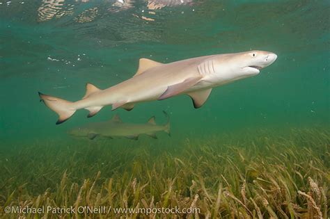 Lemon Shark Pup, Negaprion brevirostris, swims over sea grass in Florida Bay, Everglades ...