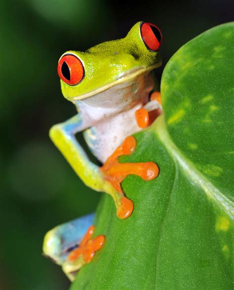 Manuel Antonio National Park wildlife location in Costa Rica, Latin ...