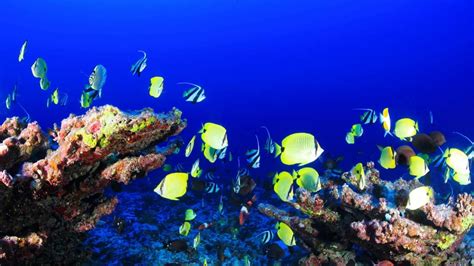 Deep reefs won't be 'twilight zone' refuge for fish, corals: Study