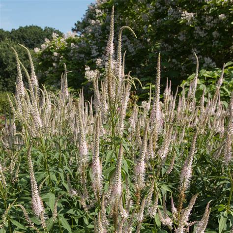 Veronicastrum Care (Watering, Fertilize, Pruning, Propagation ...