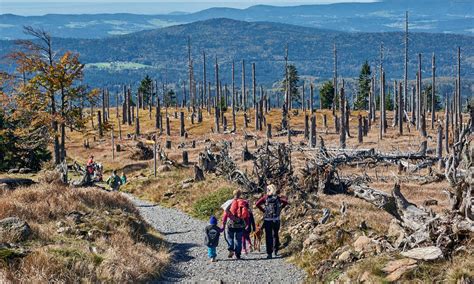 Nationalpark-FerienLand Bayerischer Wald | Geführte Wanderungen