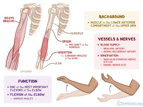 Brachialis: What Is It, Location, Function, and More | Osmosis