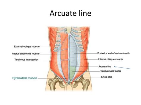 Arcuate Line