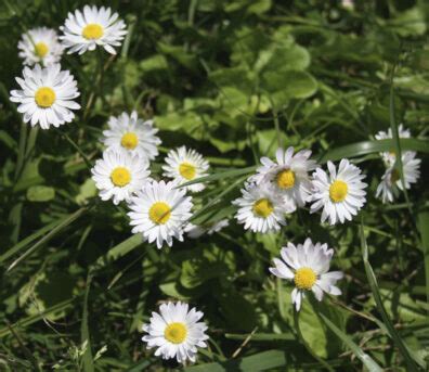 Weeds: English daisy (Lawn daisy) – Bellis perennis | Hortsense | Washington State University