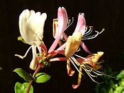 Category:Close-ups of Caprifoliaceae flowers - Wikimedia Commons