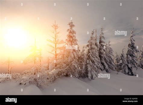 Dramatic wintry scene with snowy trees Stock Photo - Alamy