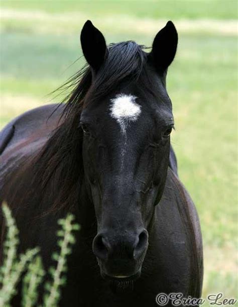 Black Quarter Horse Photo Western Decor Horse by NatureVisionsToo, $20. ...