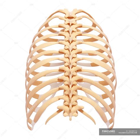 Anatomía de las costillas humanas — Huesos, fisiología - Stock Photo | #160289116