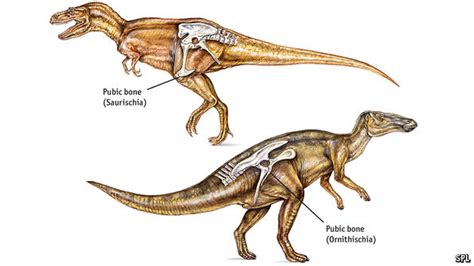 A new way to classify dinosaurs - Old hipsters