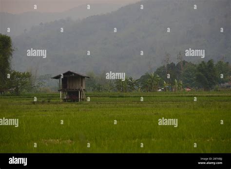 Rice Paddy Fields Stock Photo - Alamy