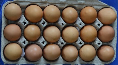 barnvelder eggs – TarBox Hollow Poultry