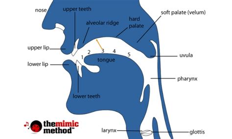 Points of Articulation | Bahasakita.com