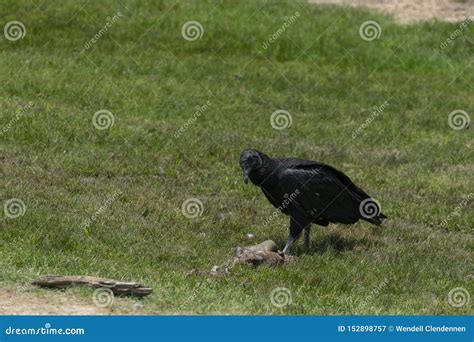 Black Vulture Feeding on Dead Animal in Field Stock Image - Image of ...