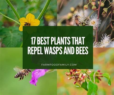 17 Best Plants That Repel Wasps and Bees (Flowers, Herbs, Vegetables) | Bee repellent, Insect ...