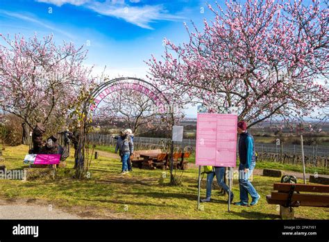 Almond blossom in Neustadt-Gimmeldingen, Palatinate. The Almond Blossom Festival 2023, which ...