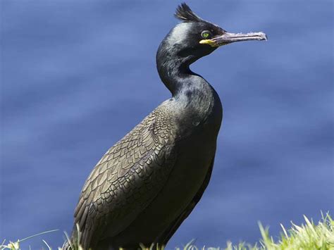 Seabirds and Ducks - The Isle of Mull