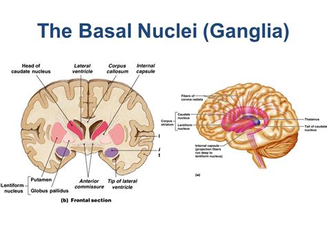 Anatomy Of Basal Ganglia Basal Ganglia Human Anatomy And Physiology ...