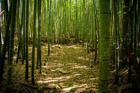 La forêt de bambous de Sagano ou bambouseraie de Arashiyama à Kyoto - 2Tout2Rien