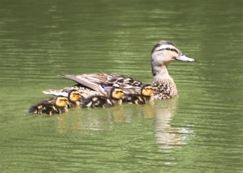 Mom Mallard Swimming With Ducklings Photograph by Jeanne Kay Juhos