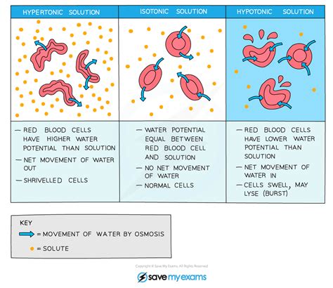 Osmoregulation - Gidemy Class Notes