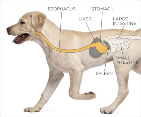 What Your Dog Wishes You Knew About the Canine Stomach | Diamond CARE