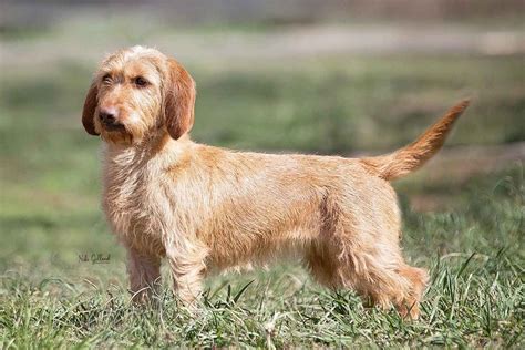 4Clovers BonAmi Basset Fauve De Bretagne - Puppies For Sale