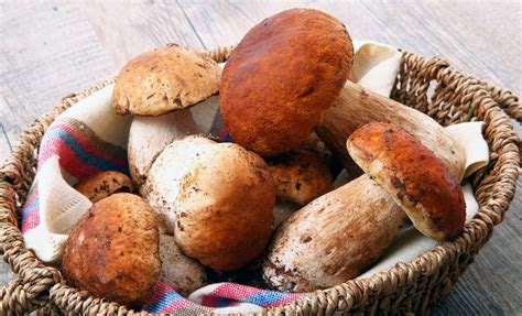 Learn About Porcini Mushrooms | D'Artagnan