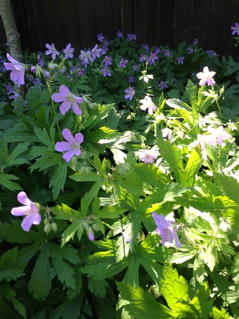 Geranium maculatum These particular plants originated in Illinois ...