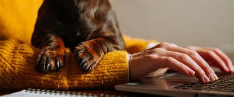 How to Work From Home With Pets | TrustedHousesitters.com