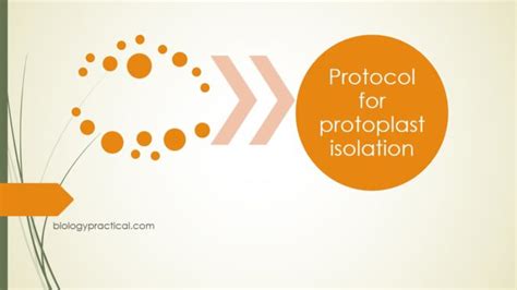 Protocol for protoplast isolation - Online Biology Notes