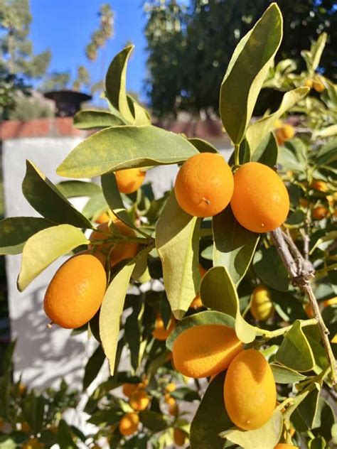 Easy Kumquat Jam Recipe (No Pectin Added and Award-Winning ) - Christina's Cucina