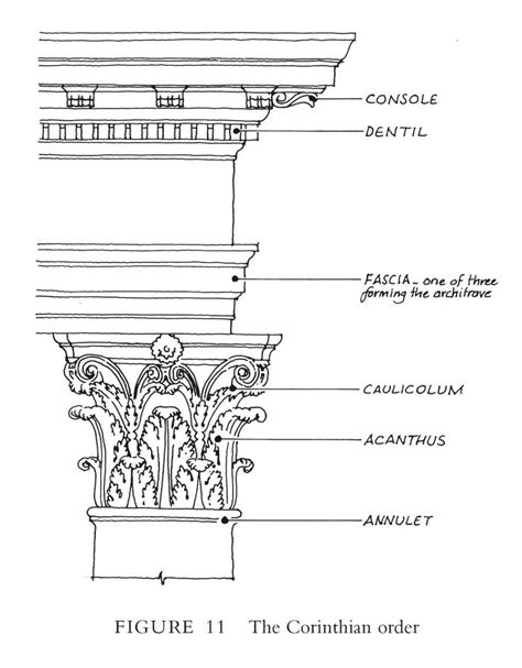 Corinthian order terminology | Corinthian order, Classical order ...