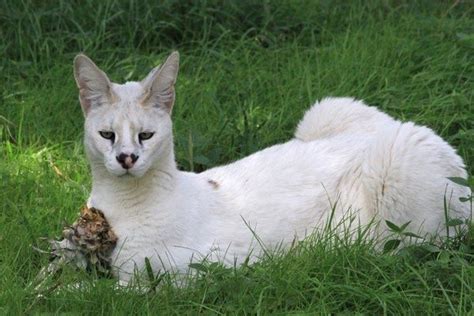 albino serval - Google Search | Caracal cat, Small wild cats, Big cat ...