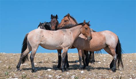 Dun Horse Color — Description, Pictures, and Genetics - Helpful Horse Hints