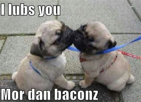 Pin by Heather Jenkins on puppies | Cute animals, Pug puppies, Funny dogs